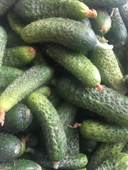 cucumber