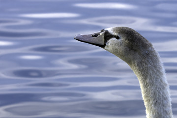Young Swan - Bedfont Lakes Country Park, London