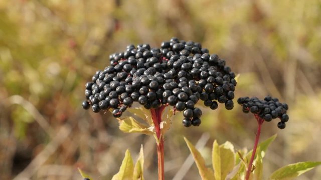 Top of Sambucus ebulus in the field footage - Danewort herbaceous elder plant video