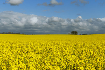 Beautiful yellow flowering rape field in Normandy, France. Count