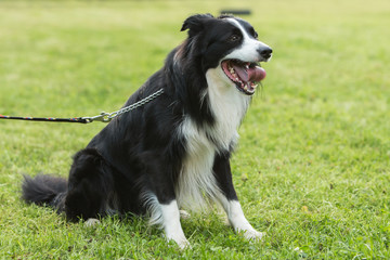 border collie