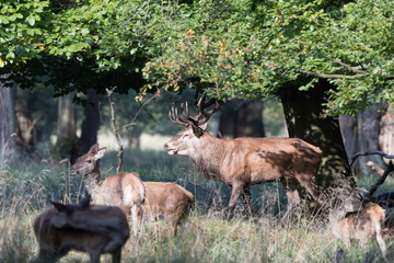 Red deer