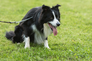 border collie