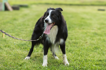 border collie