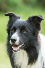 border collie