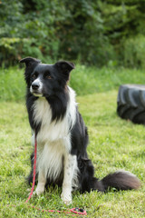 border collie