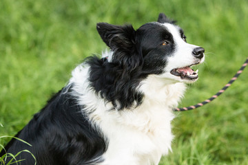 border collie