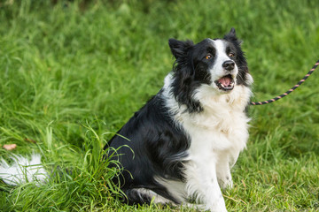border collie