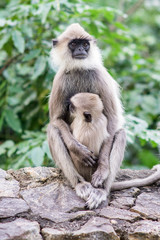 monkeys in Sri Lanka