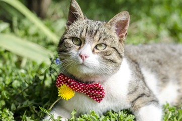 cat in grass wearing red bowtie
