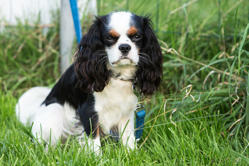 cavalier king charles spaniel