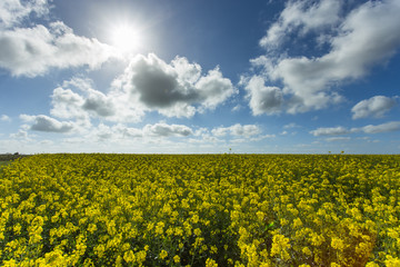Beautiful yellow flowering rapeseed field in Normandy, France. Country agricultural landscape on a sunny spring day with cloudy sky. Environment friendly farming and industrial agriculture concept.