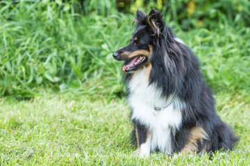 sheltie