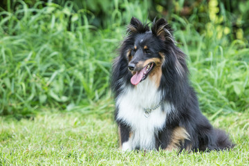 sheltie