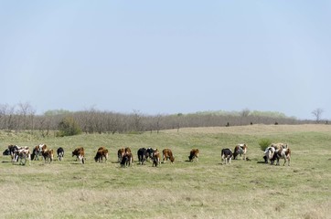 cow on pasture landscape