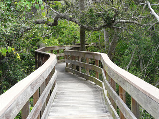 Boardwalk Trail in Florida Maritime Woods. Trail on Florida's Canaveral National Seashore leads to Turtle Mound, a large Native American Indian shell midden named for its similarity to a turtle.