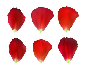 Set of Naturalistic Rose Petals. Vector Illustration.