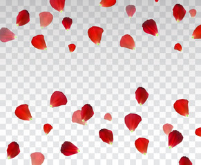 Set of Naturalistic Rose Petals on transparent background. Vector Illustration.