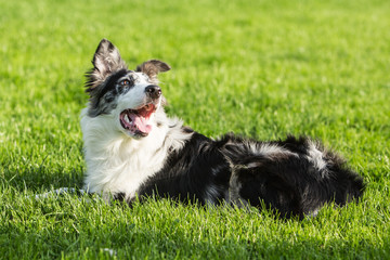 border collie