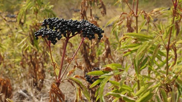 Danewort herbaceous elder plant footage - Top of Sambucus ebulus in the field