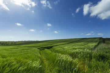 Fototapeta na wymiar Green wheat field on a sunny day. Countryside landscape, agricu