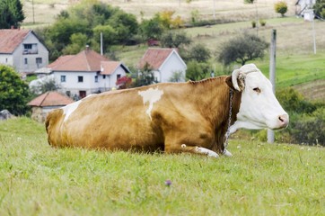 cow on pasture