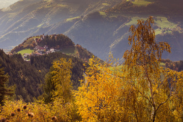 Colorful birch with small village background, Alto adige/Sudtirol, Italy