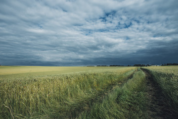 Fototapeta na wymiar Green wheat fields on a cloudy day. Picturesque dramatic sky. Countryside landscape, agricultural fields, meadows and farmlands in summer. Environment friendly farming, industrial agriculture concept.