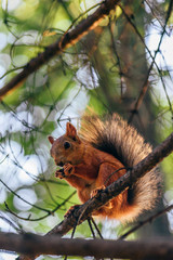 Squirrel eats nuts and sits on branch.