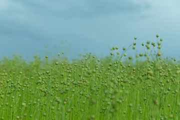 Obraz premium Green flax field on a bright sunny day in Normandy, France. Coun