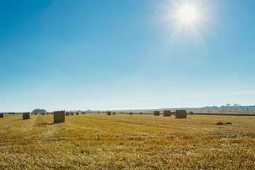 Fototapeta premium Yellow wheat field with straw bales after harvesting on a sunny 