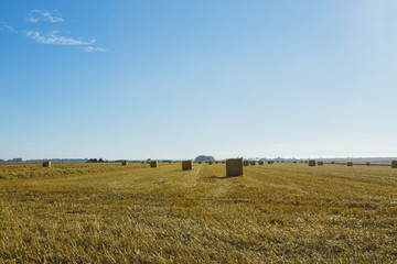 Fototapeta premium Yellow wheat field with straw bales after harvesting on a sunny day in Normandy, France. Country landscape, agricultural fields in summer. Environment friendly farming, industrial agriculture concept.