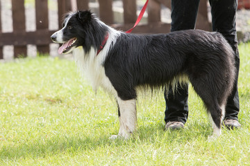 border collie