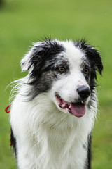 border collie