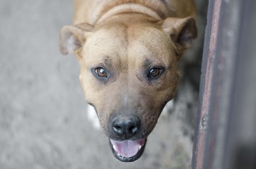 Obraz premium dog portrait