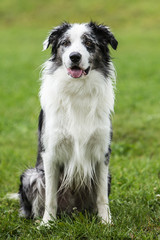 border collie