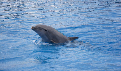 Obraz premium lovely dolphines spain valencia