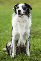 border collie