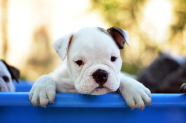 bulldog puppie - obrazy, fototapety, plakaty