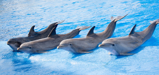 smiling dolphines as seen at valencia Spain