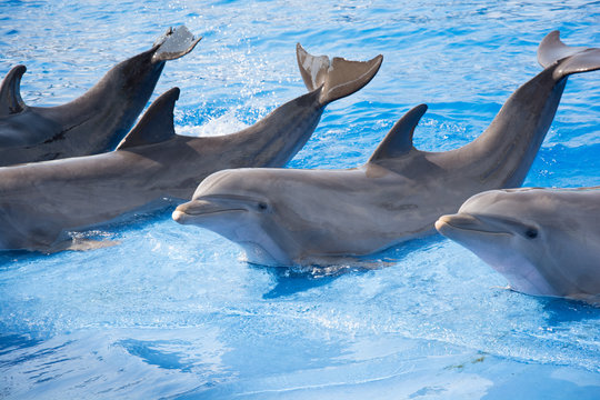 relaxing dolphines at valencia Spain