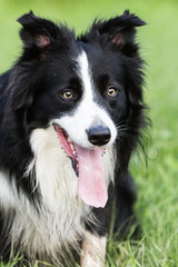 border collie
