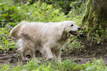 Naklejka premium golden retrievers
