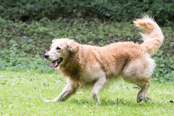 golden retrievers 