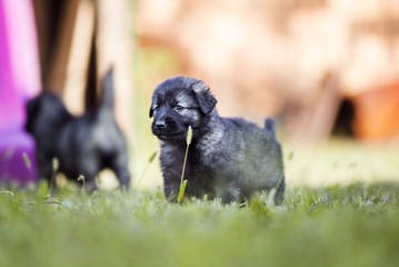 black dog . collie puppy