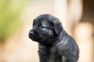 black dog . collie puppy