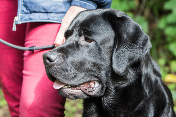 labrador retrievers