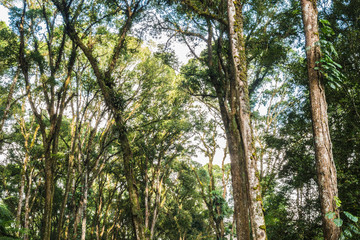 tall trees in the park rise to the sky