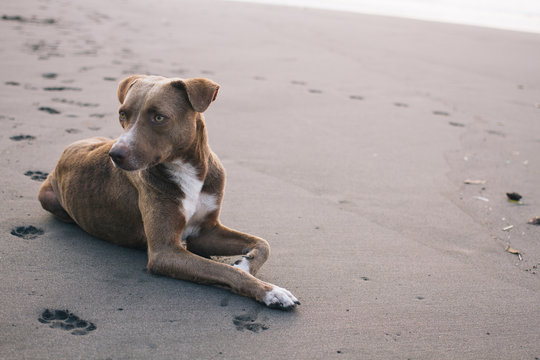 Latin American street dog chilling on the beach