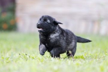 black dog . collie puppy